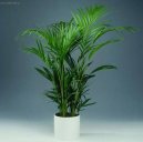 Chrysalidokarpus na�loutl�