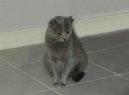 Kartouzsk� ko�ka, �artr�z