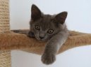 Kartouzsk� ko�ka, �artr�z