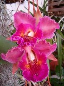 Pokojov� rostliny: Orchideje > Katleja (Cattleya)