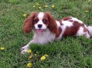 Ps� plemena:  > Kaval�r King Charles �pan�l (Cavalier King Charles Spaniel)