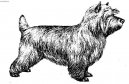 Ps� plemena:  > Kern Terier (Cairn Terrier)