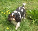 Ps� plemena:  > King Charles �pan�l (King Charles Spaniel)