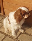 King Charles �pan�l