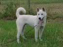 Ps� plemena:  > Kishu-Inu (Kishu)