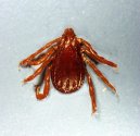 Ps� plemena:  > Kl횝ata a Boreli�za (Ticks and fleas)