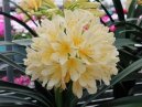 :  > Kl�vie, �emenatka (Clivia)