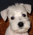 Ps� plemena:  > Kn�ra� mal� (Zwergschnauzer, Miniature Schnauzer)