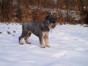 Ps� plemena:  > Kn�ra� st�edn� (Schnauzer, Mittelschnauzer)