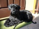 Ps� plemena:  > Kn�ra� velk� (Riesenschnauzer)