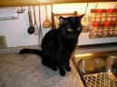 :  > Ko�ka dom�c� (Domestic cat)