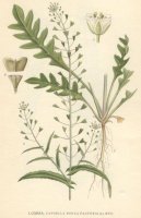 :  > Koko�ka Pastu�� Tobolka (Capsella bursa-pastoris)