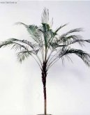 Kokosovec Weddel�v