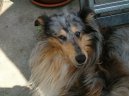 Kolie dlouhosrst�