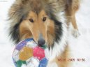 Ps� plemena:  > Kolie dlouhosrst� (Collie Rough)