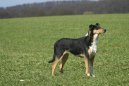 Ps� plemena:  > Kolie kr�tkosrst� (Smooth Collie)