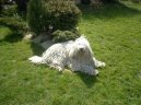 Ps� plemena:  > Komondor
