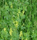 Komonice L�ka�sk�