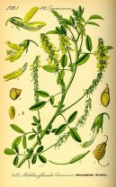 :  > Komonice L�ka�sk� (Melilotus officinalis)