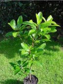 Korynokarpus, kyjovec hladk�