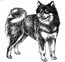 :  > Laponsk� pes (Swedish Lapphund, Ruotsinlapinkoira, Lapphund)