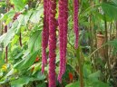 :  > L�skavec (Amaranthus)