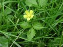 Pokojov� rostliny: Rostliny s plody > Lesn� jahody, jahodn�k (Duchesnea indica)
