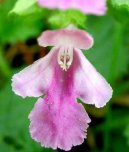 Levandule L�ka�sk�