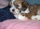 Ps� plemena:  > Lhasa (Lhasa Apso)