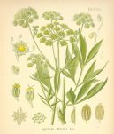 :  > Libe�ek l�ka�sk� (Levisticum, officinale Koch)