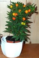 :  > Lilek ozdobn� (Solanum capsicastrum)