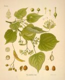 :  > L�pa Evropsk� (Tilia europaea)