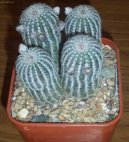 :  > Lob�vie (Lobivia)