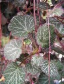 Lomik�men v�b�kat�