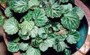 :  > Lomik�men v�b�kat� (Saxifraga stolonifera)