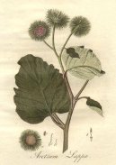 :  > Lopuch V�t�� (Arctium lappa)