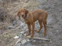 :  > Ma�arsk� oha� kr�tkosrst� (Hungarian Vizsla, Hungarian Pointer)