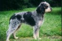Ps� plemena:  > Mal� hrubosrst� modr� gasko�sk� honi� (Griffon bleu de Gascogne, Blue Gascony Griffon)