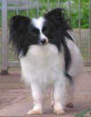 Ps� plemena:  > Mal� kontinent�ln� �pan�l (Continental Toy Spaniel / Epagneul nain Continental)