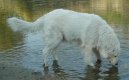 Ps� plemena:  > Maremmansko-abruzsk� pasteveck� pes (Maremma and Abruzzes Sheepdog)