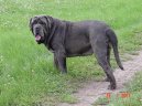 :  > Neapolsk� mastin (Mastino Napoletano)