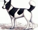 Ps� plemena:  > Medv�d� kanadsk� pes Taltan (Tahltan Bear Dog)