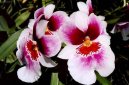 Pokojov� rostliny: Orchideje > Miltonie (Miltonia)