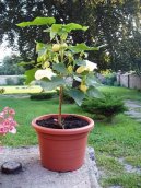 Pokojov� rostliny:  > Mra���k, pokojov� javor (Abutilon)