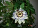 Pokojov� rostliny:  > Mu�enka (Passiflora caerulea)