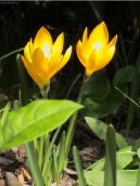 Pokojov� rostliny: P�enosn� rostliny > Myrta (Myrtus)