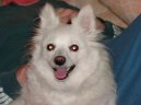 Ps� plemena:  > N�meck� �pic mal� (Deutscher spitz - Kleinspitz, German Spitz � Miniature Spitz)