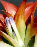 Pokojov� rostliny:  > Nidul�rium, hn�zdo� (Nidularium)