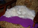 :  > Norsk� lesn� ko�ka (Norwegian Forest Cat)