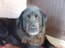 Ps� plemena:  > Novofundlandsk� pes (Newfoundland)
